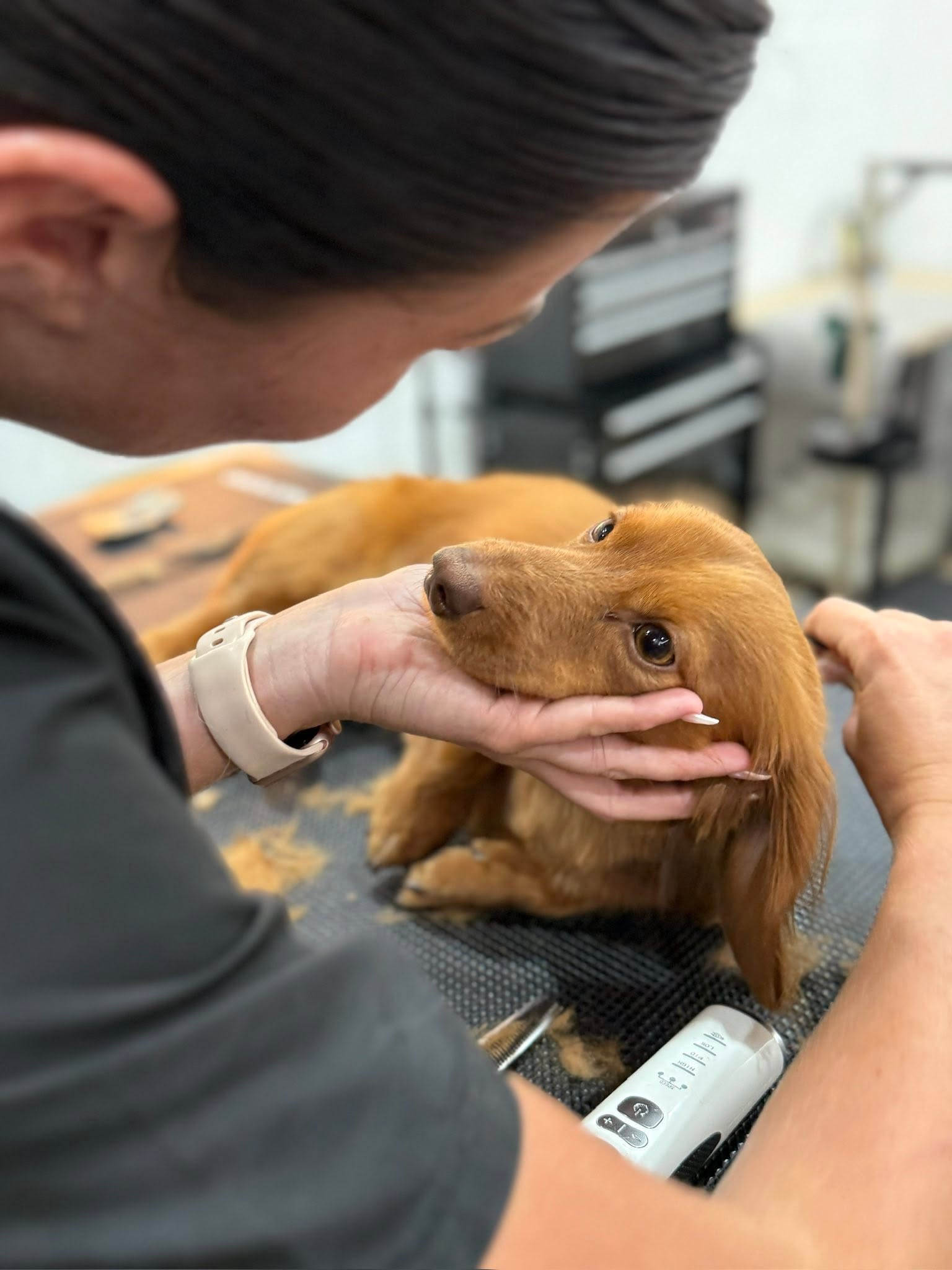 Close-up of Lucy clipping around a long-haired red dachshund's face