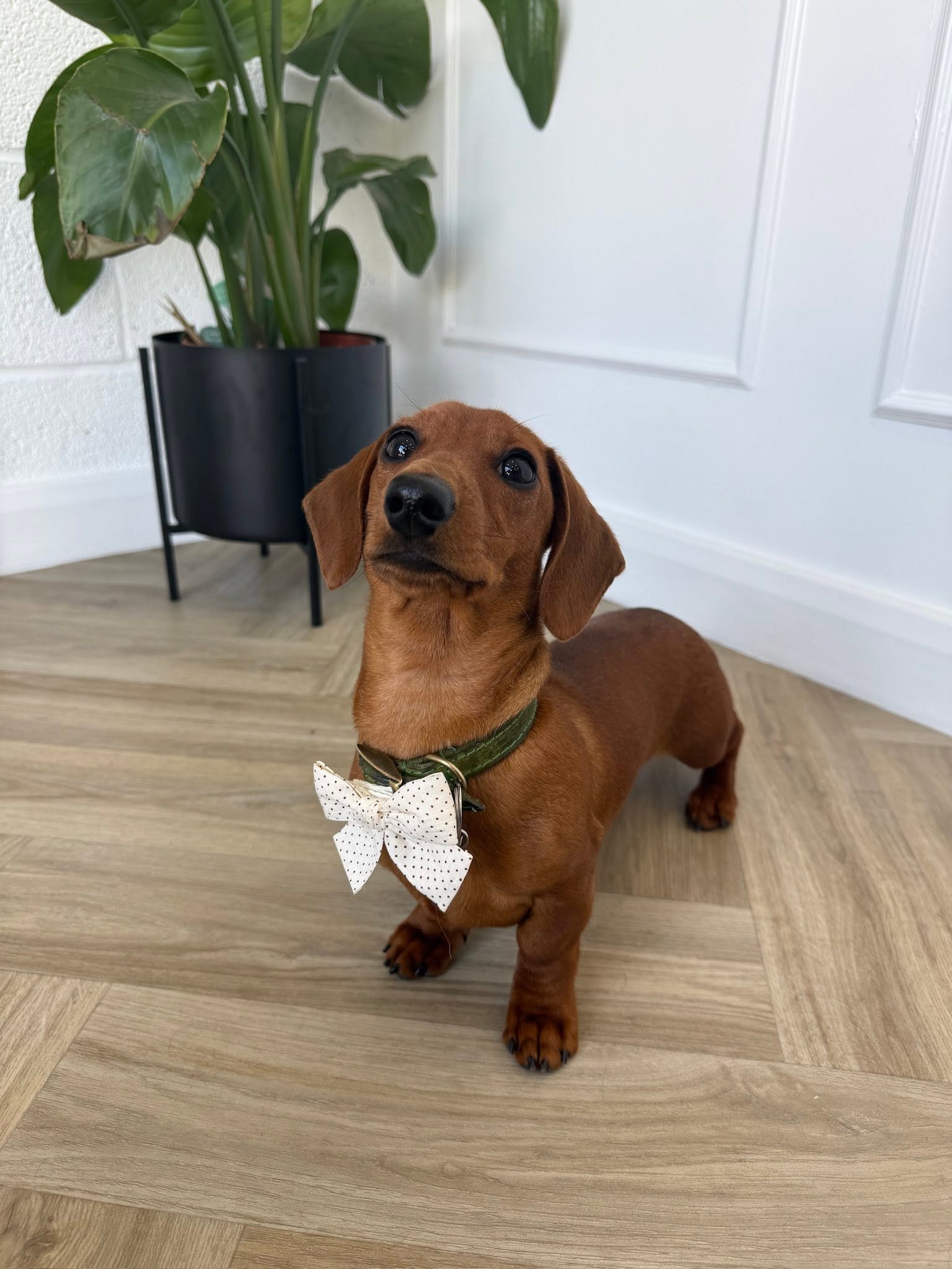 A red dachshund wearing a cream bow tie after a groom
