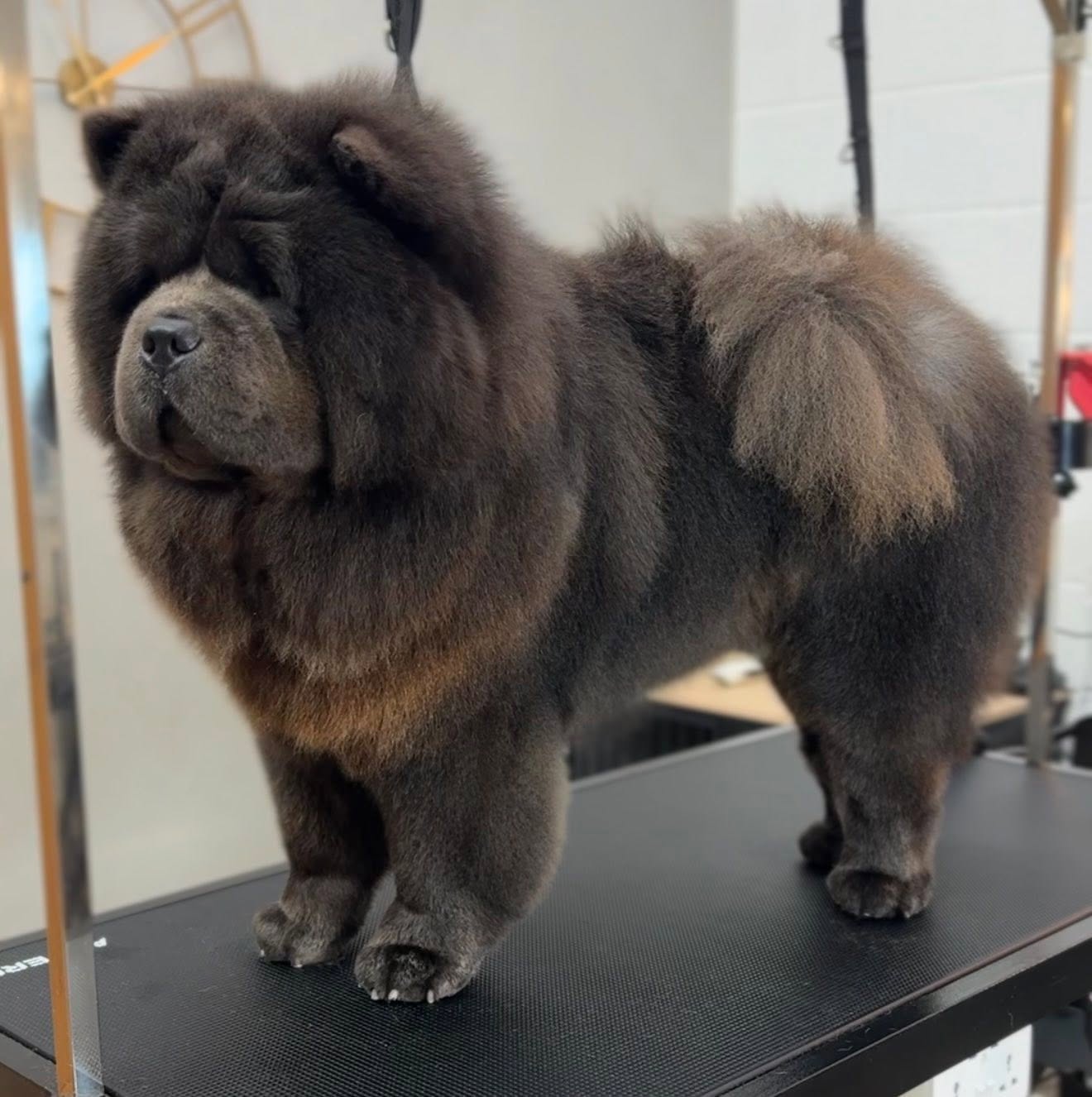 A freshly groomed black chow chow standing on the grooming table