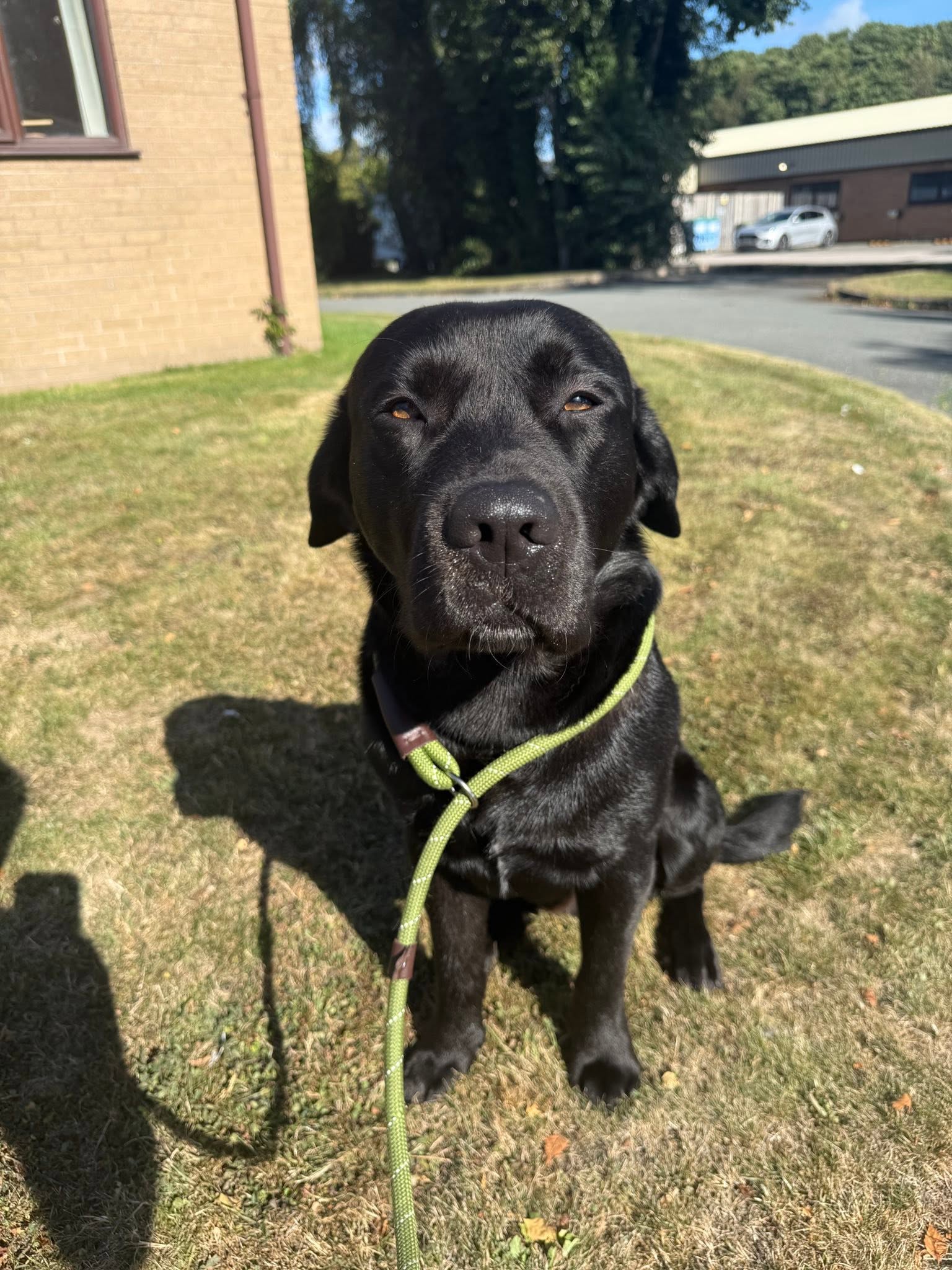 A black labrador sitting on the grass in the sunshine