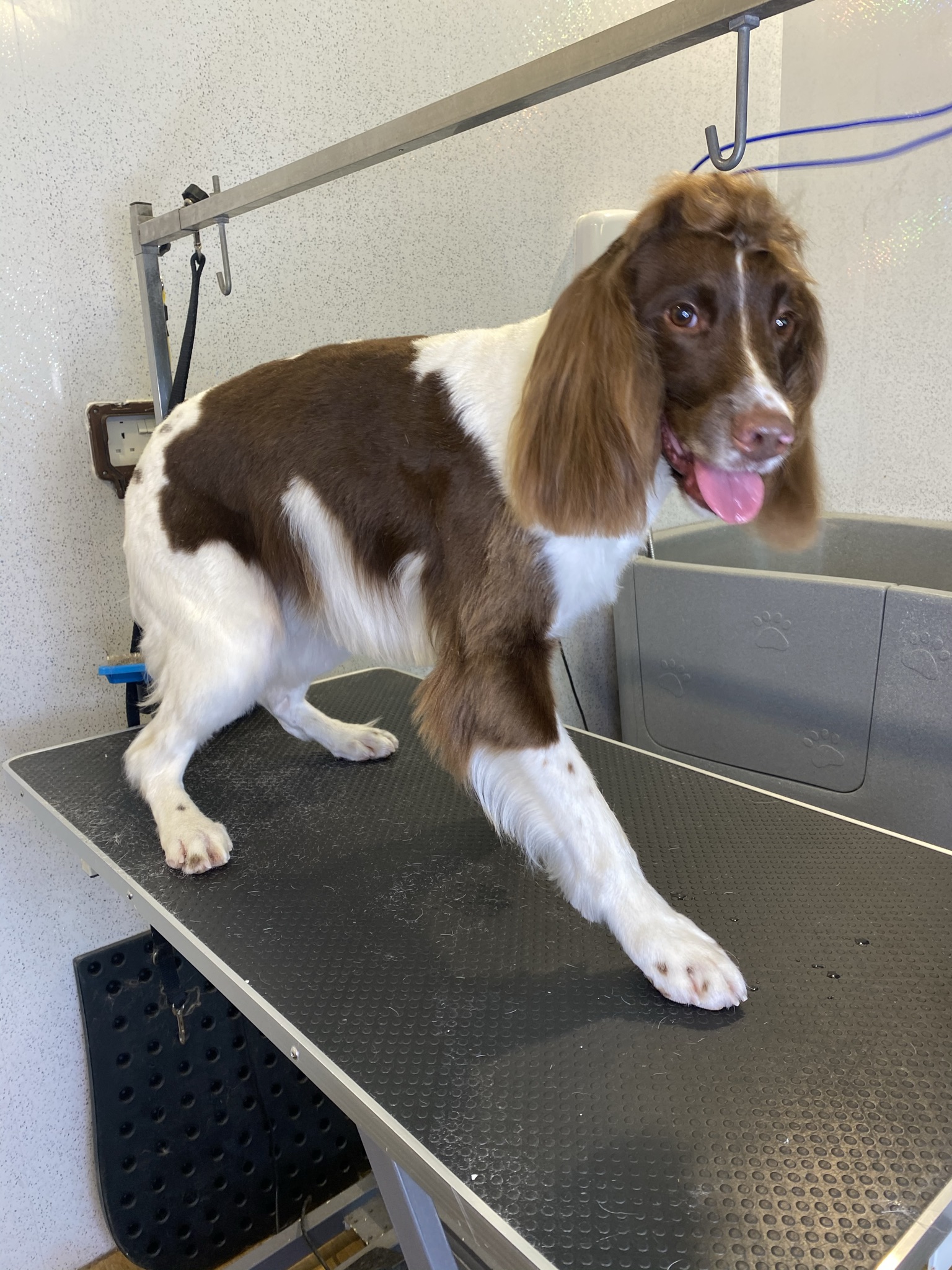 A liver and white springer spaniel on the grooming table after a groom
