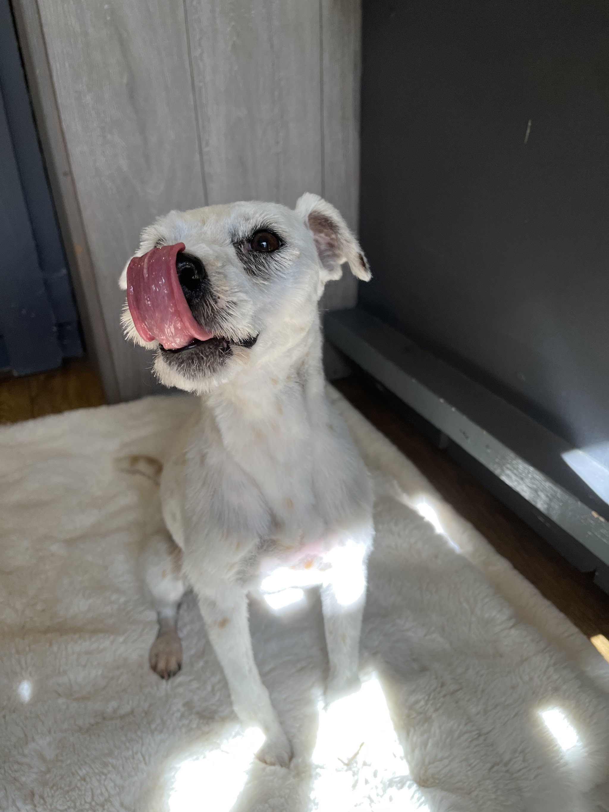 A white terrier licking its nose on a sheepskin rug in the sunshine