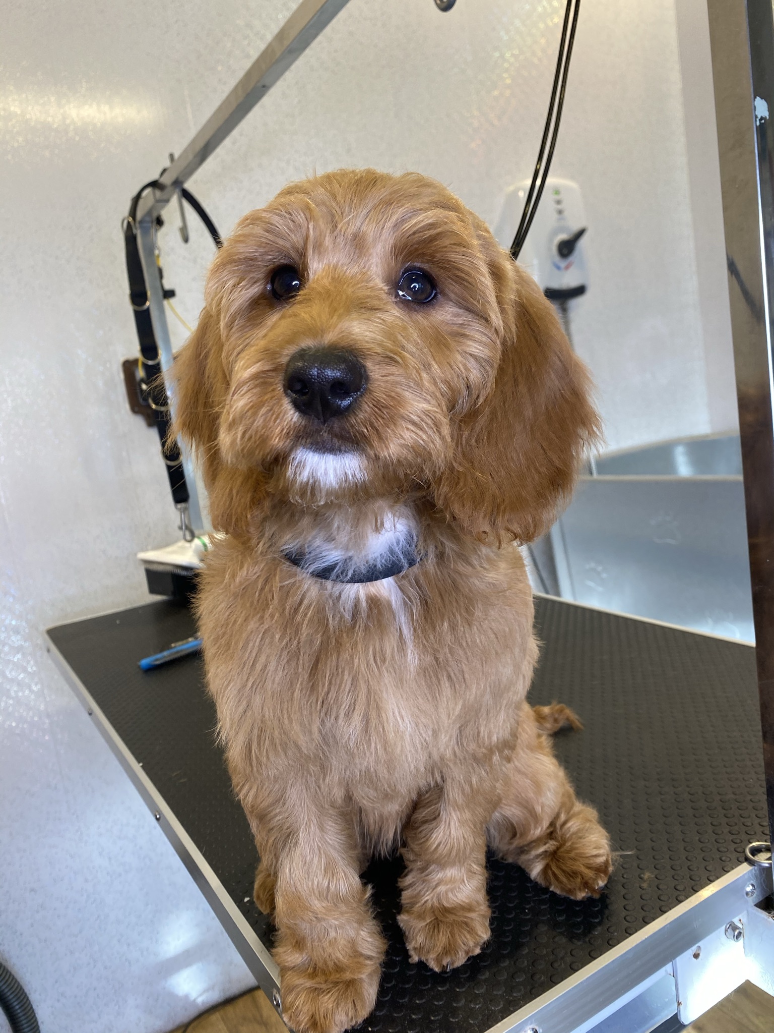 An apricot poodle cross sitting on the grooming table with a fresh teddy face