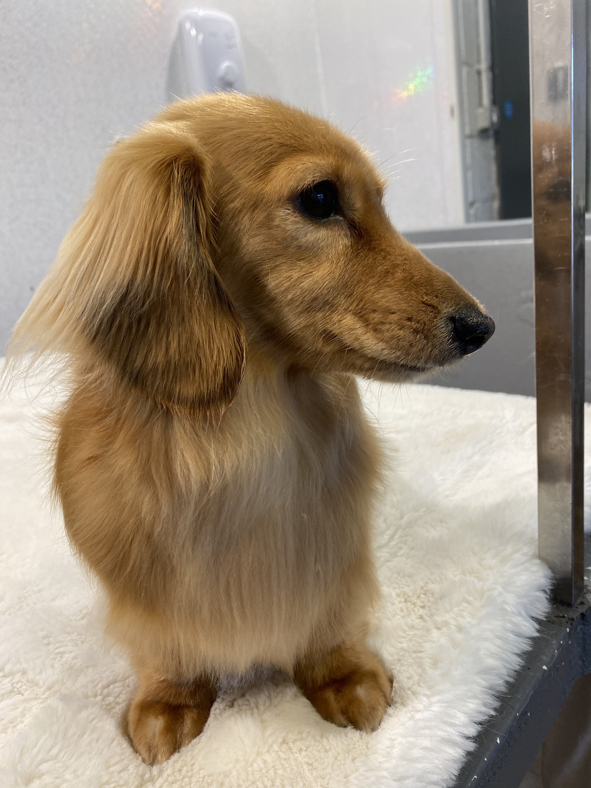 A long-haired golden dachshund sitting on a sheepskin, looking to the side