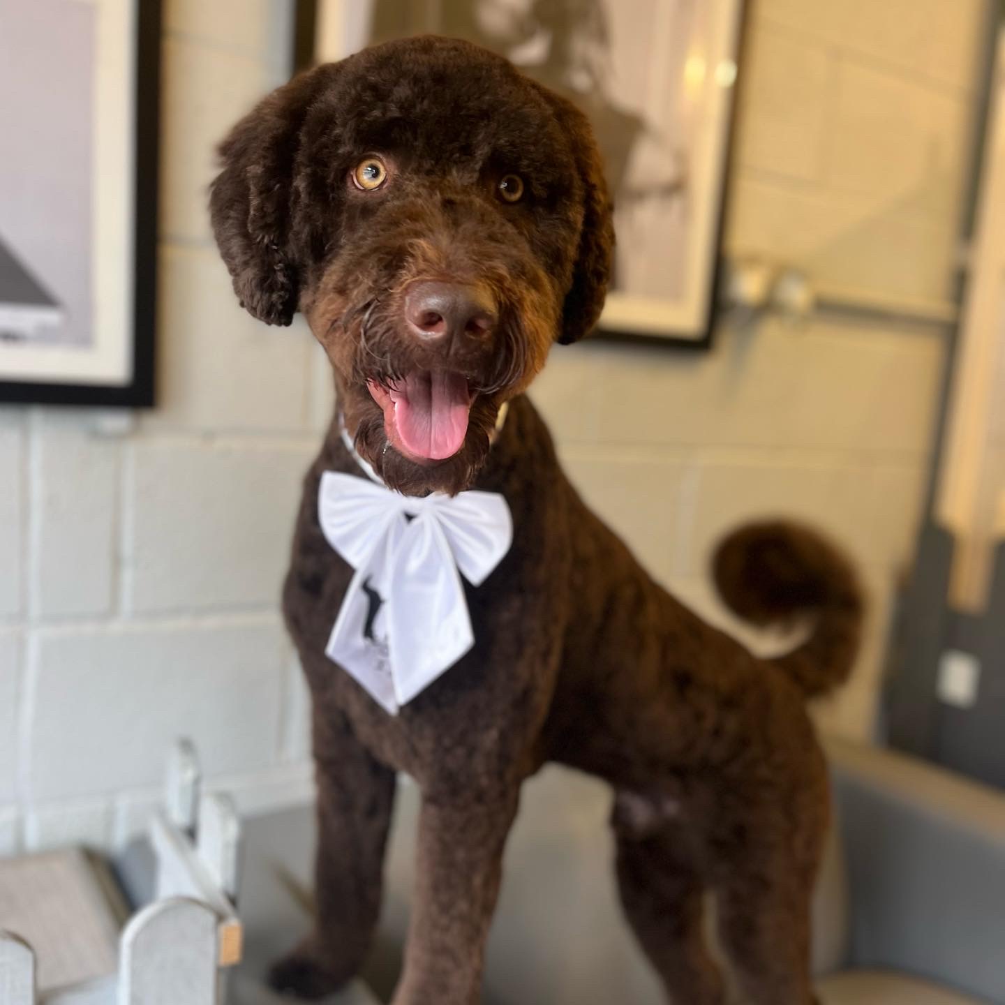 A chocolate poodle cross in a white bow tie in the salon