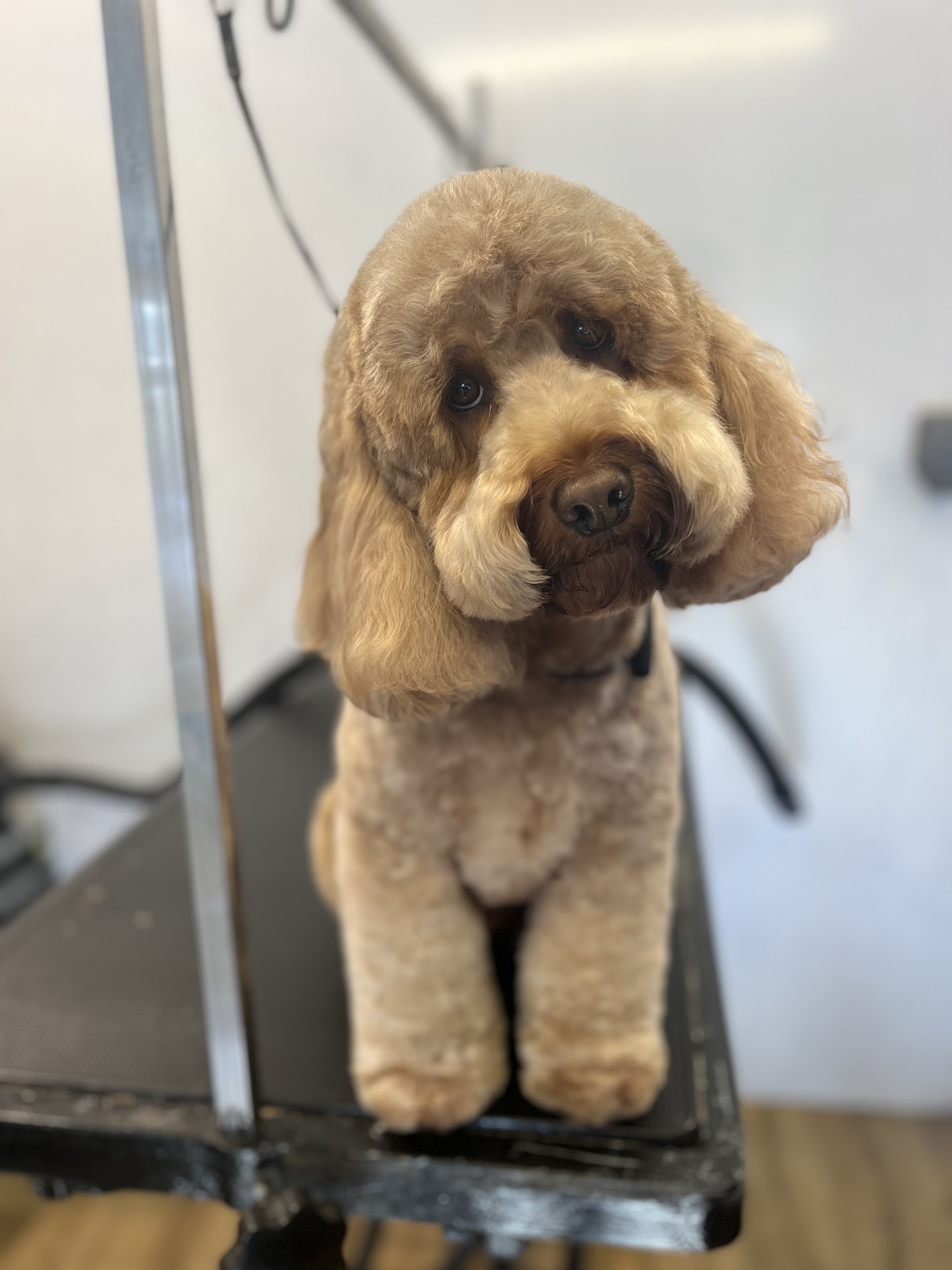 A cream cockapoo on the grooming table with its head tilted