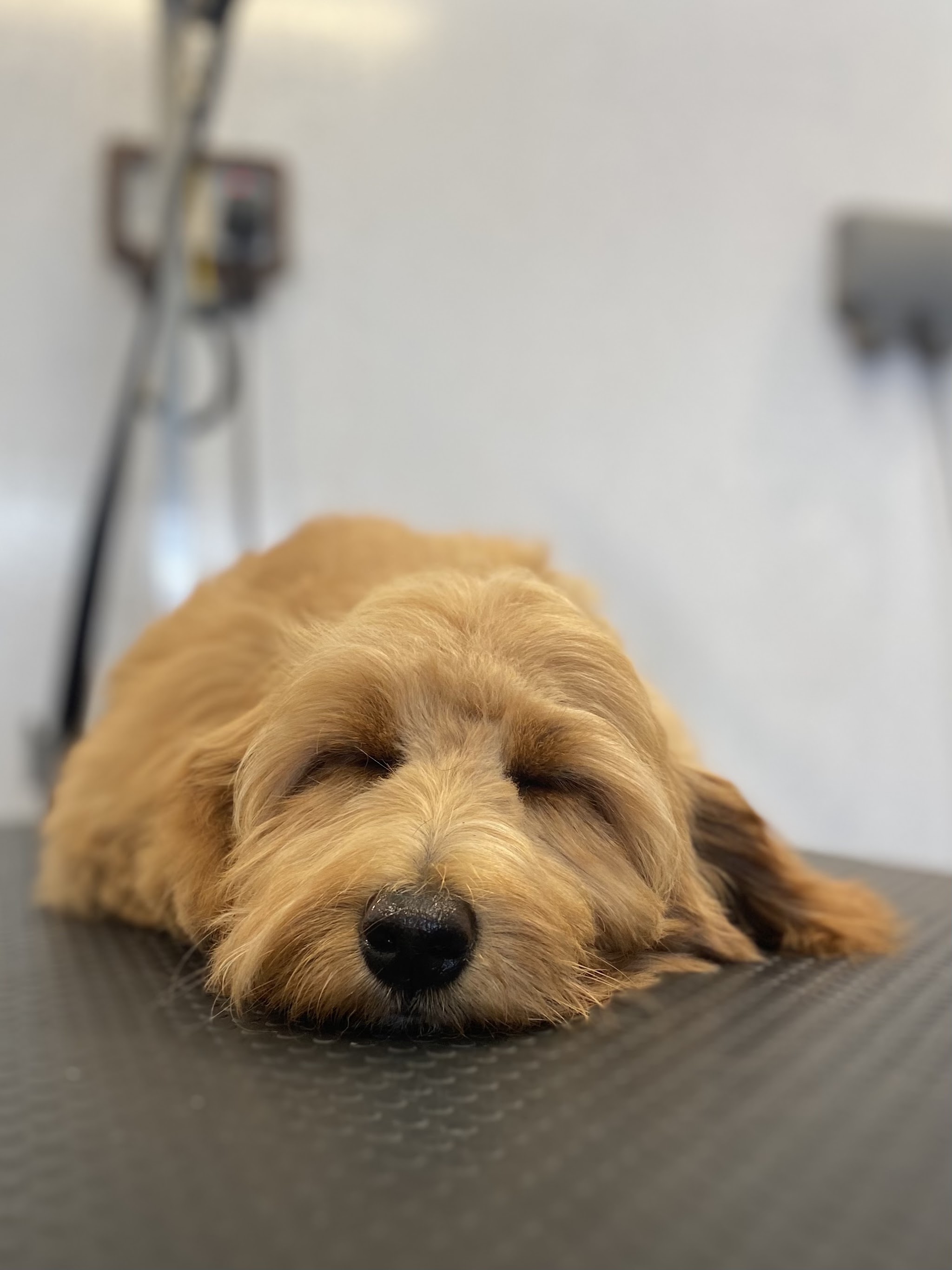 A golden fluffy dog lying on the grooming table with its eyes closed