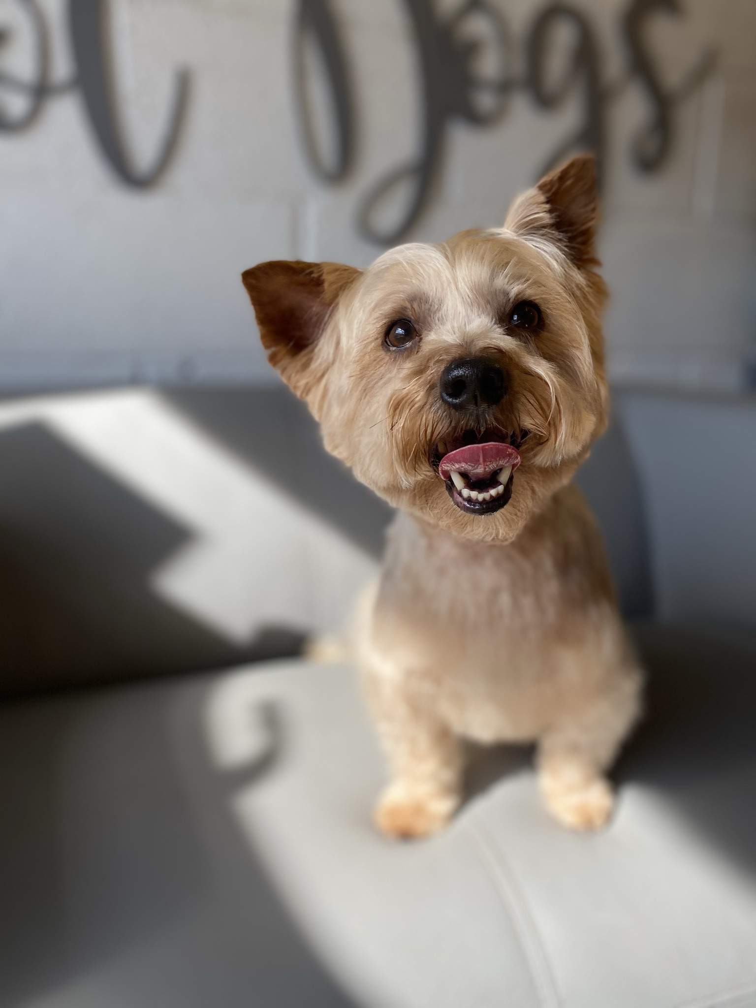 A Yorkshire terrier smiling on the salon sofa in front of the Hot Dogs wall lettering