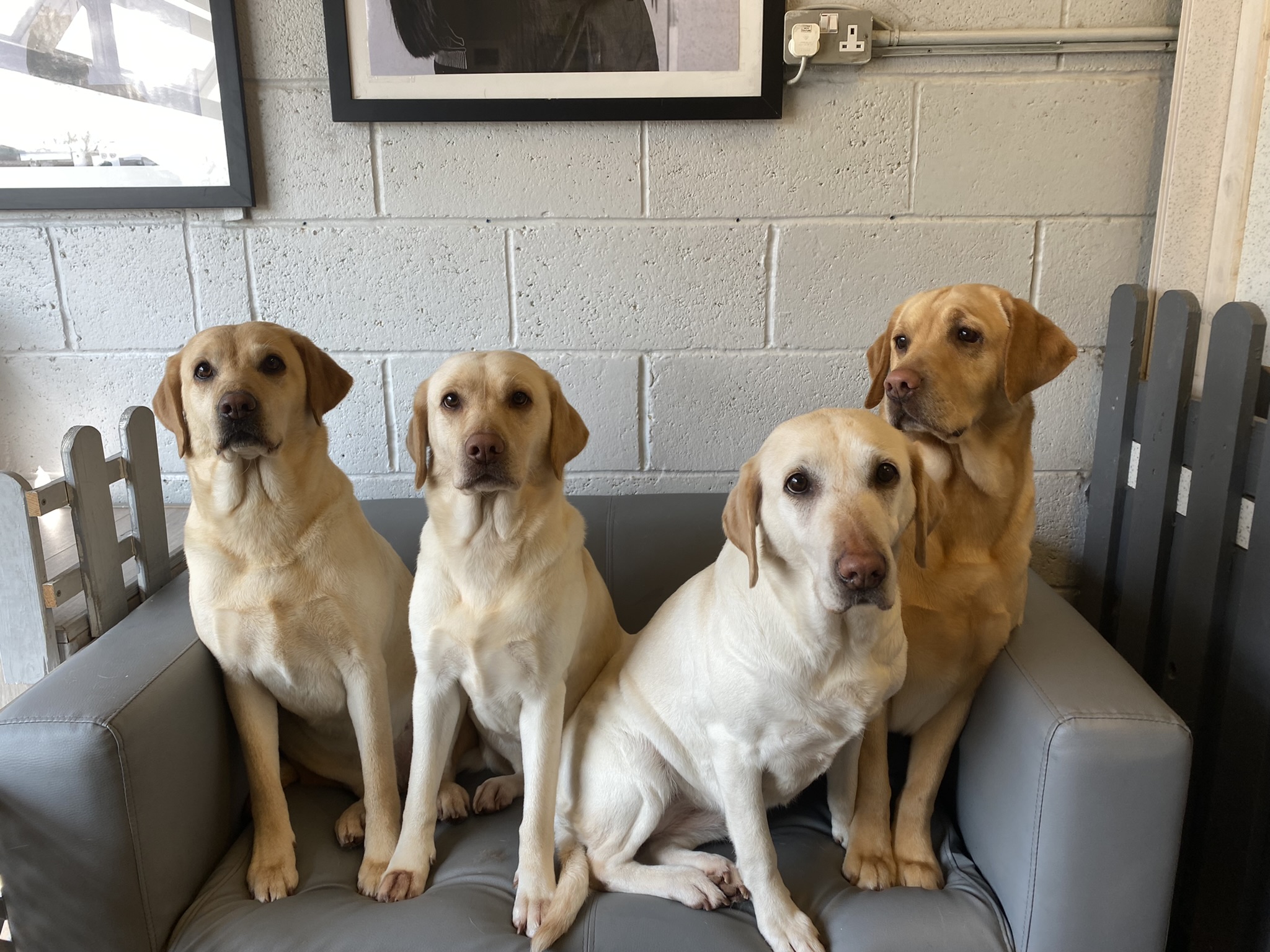 Four yellow labradors sitting together on the grey sofa in the salon